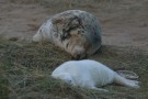 Seal Cow And Pup